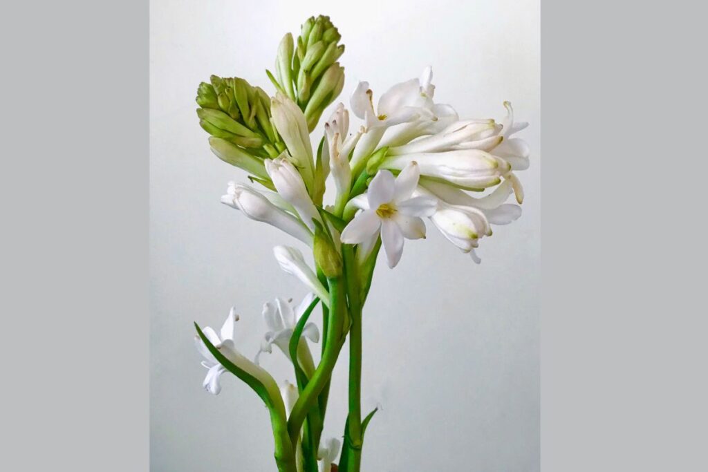 Tuberoza