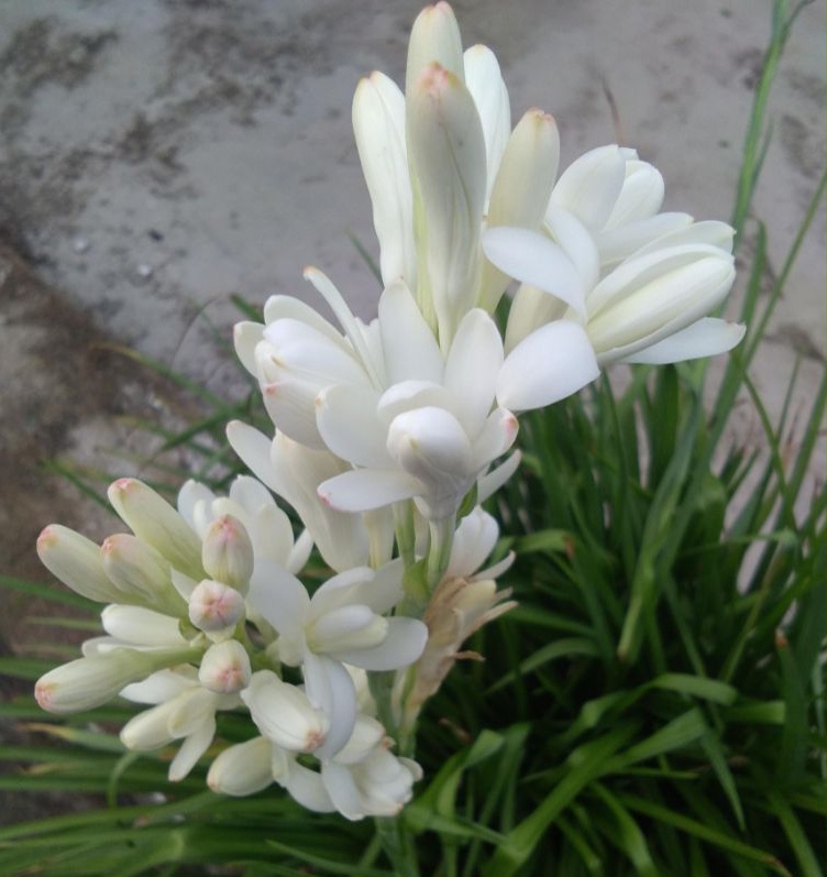 Tuberoza