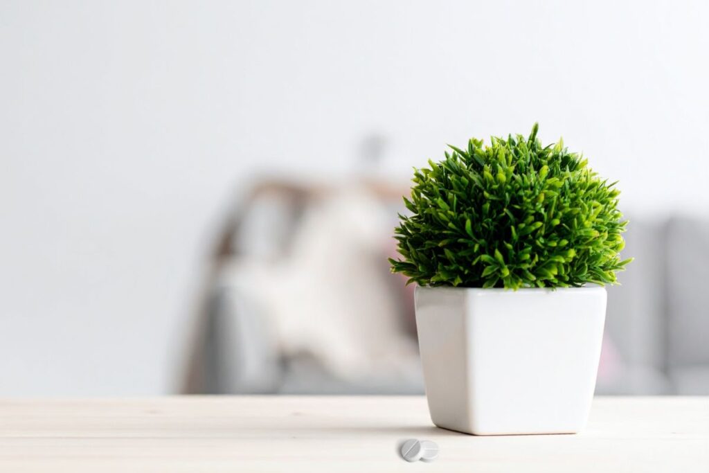 Aspirinas gėlėms – senovinis triukas, kad skintos gėlės ilgiau žydėtų. Kada dar jis gali praversti?