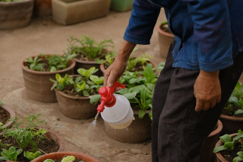 Aspirinas gėlėms purškimui