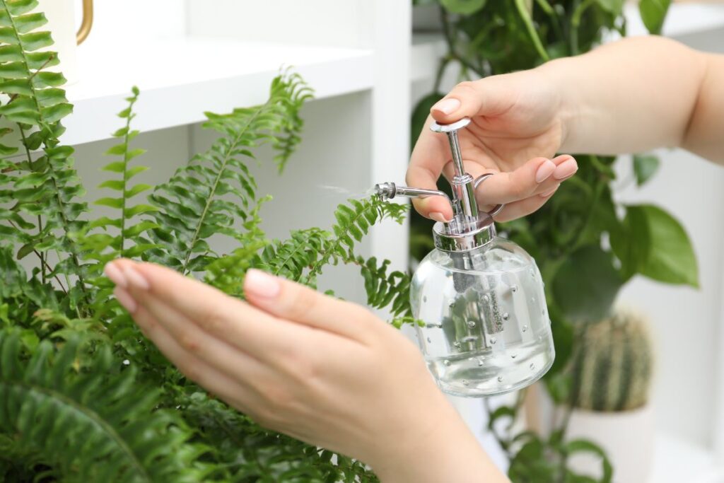 Paparčio priežiūra