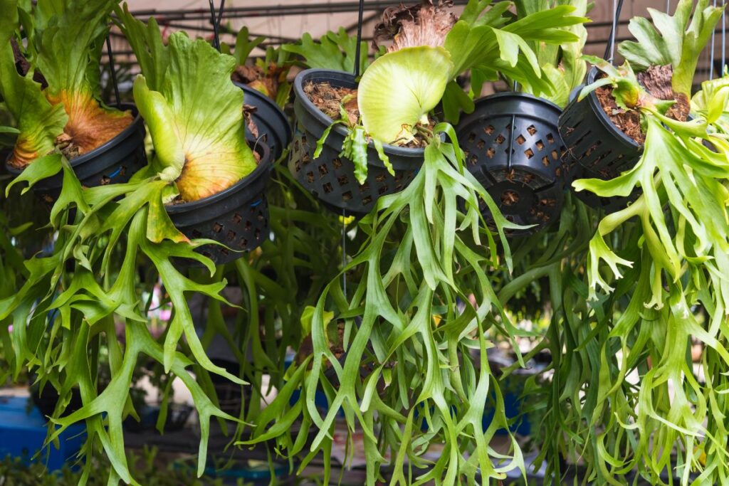 Plačragis. Papartis