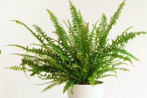 Papartis namuose: kaip auginti šiuos dinozaurų laikų augalus ir džiaugtis jų žaluma?