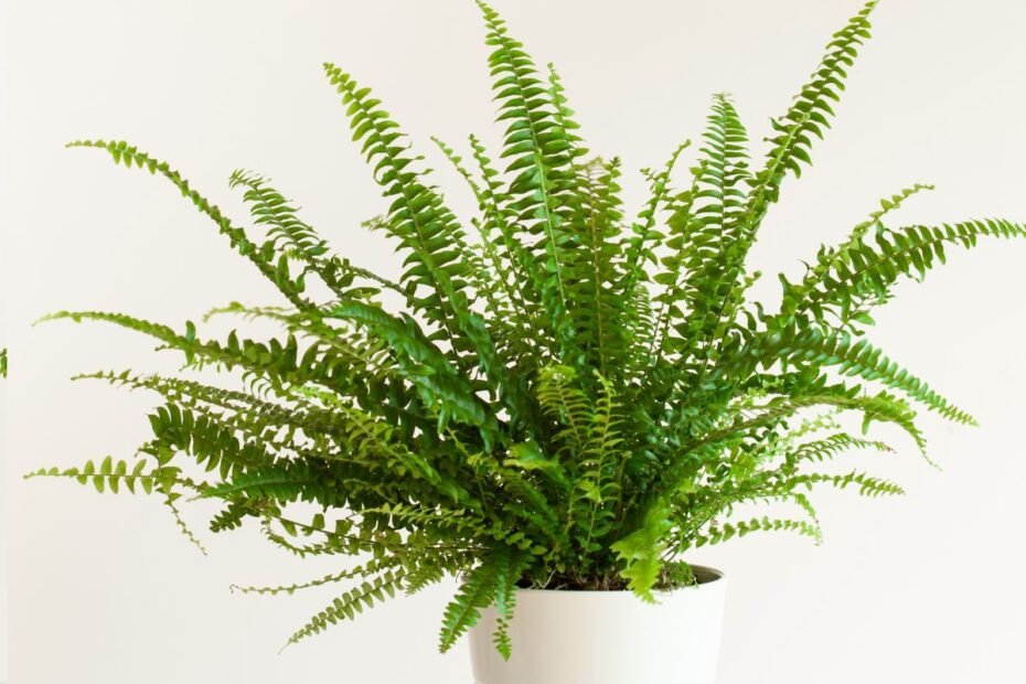 Papartis namuose: kaip auginti šiuos dinozaurų laikų augalus ir džiaugtis jų žaluma?