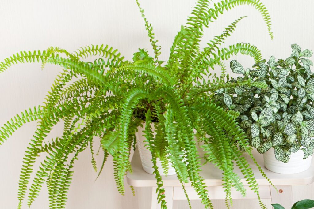 Papartis namuose: kaip auginti šiuos dinozaurų laikų augalus ir džiaugtis jų žaluma?