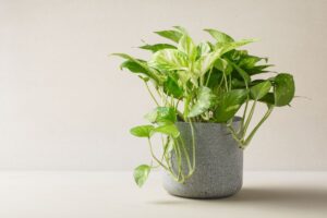 Skindapas namuose: kodėl šis „neužmušamas“ augalas idealus pradedantiesiems?