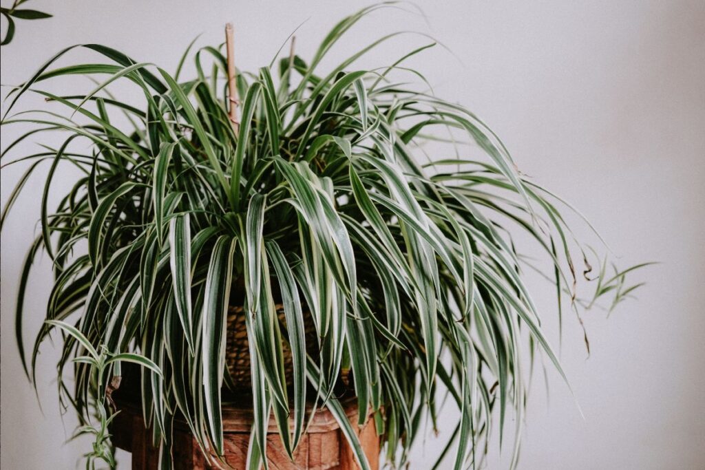 Chlorofitas namuose – nelepus grožis su žaismingais „vaikučiais“. Kaip jį derinti interjere?