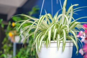 Chlorofitas namuose – nelepus grožis su žaismingais „vaikučiais“. Kaip jį derinti interjere?