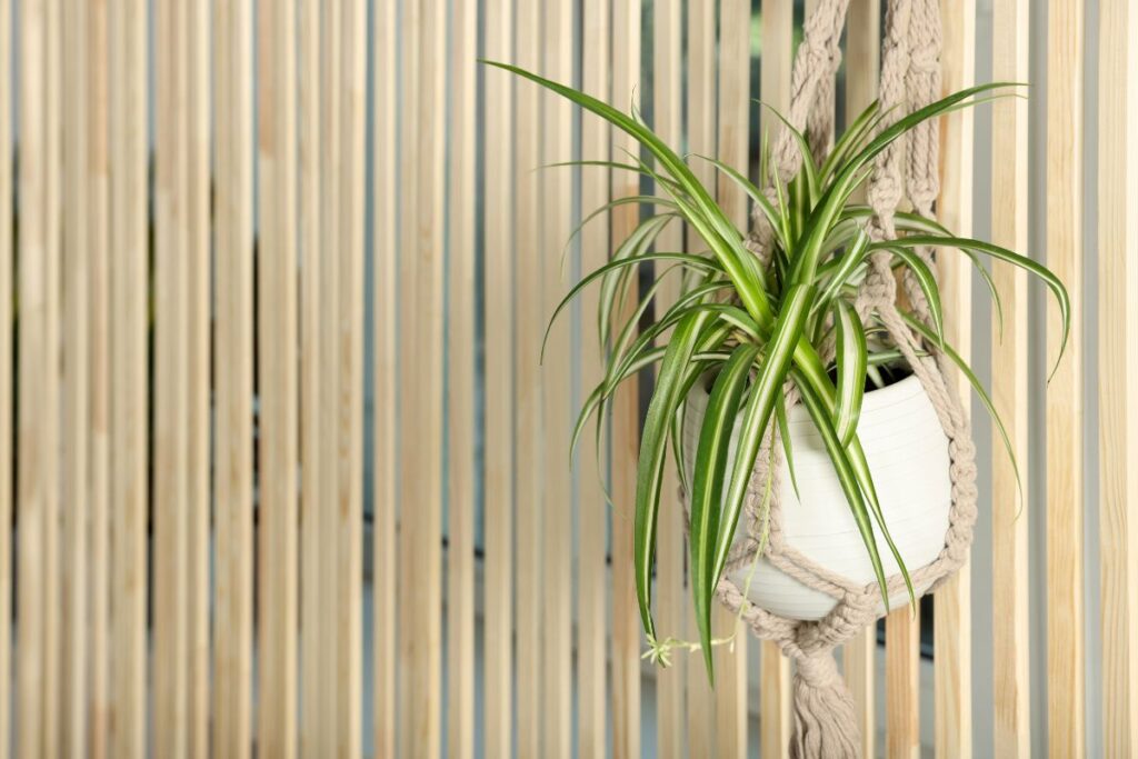 Chlorofitas interjere