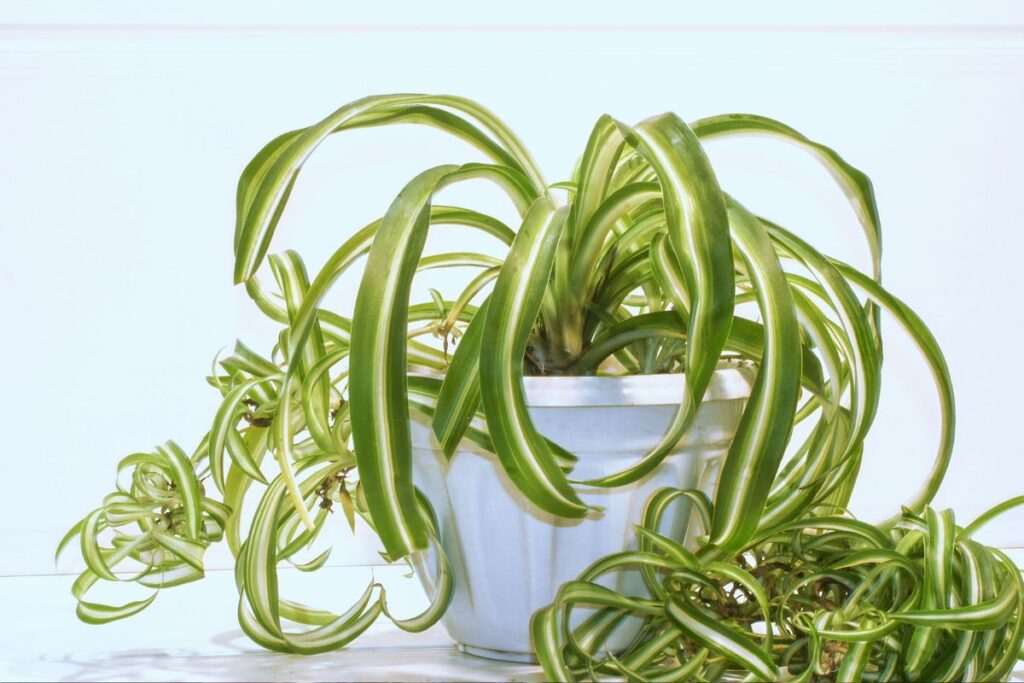 Chlorofitas namuose – nelepus grožis su žaismingais „vaikučiais“. Kaip jį derinti interjere?