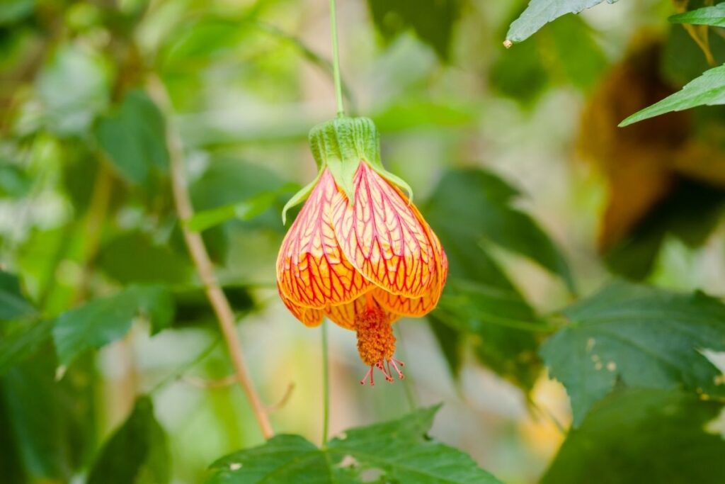 Kambarinis klevas - galenis - Abutilon hybridum