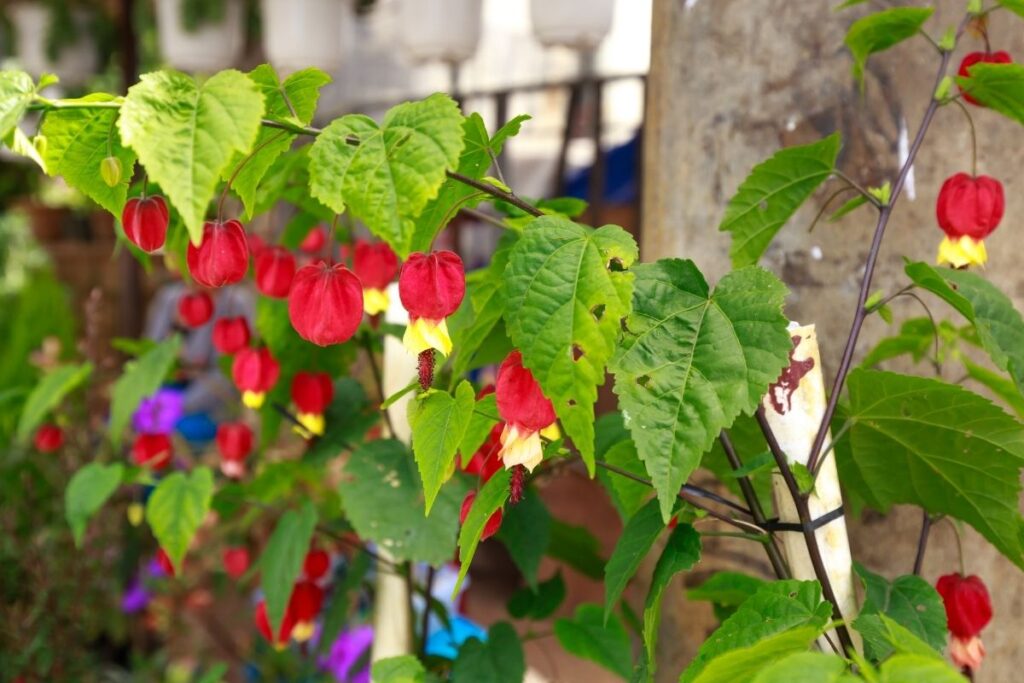 Kambarinis klevas galenis Abutilon megapotamicum