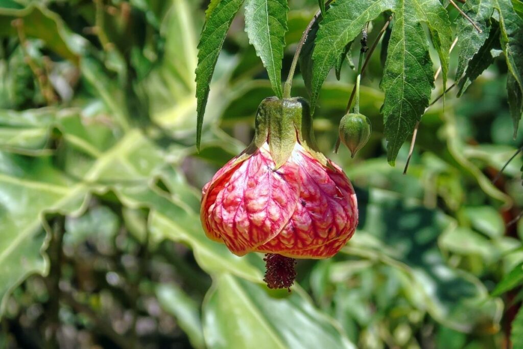 Kambarinis klevas galenis Abutilon striatum