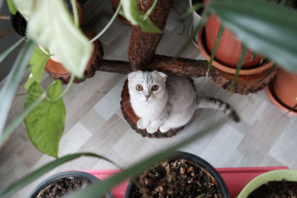 Kaip apsaugoti gėles nuo kačių